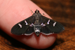 Desmia deploralis