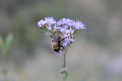 Bombus bellicosus