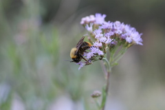 Bombus bellicosus