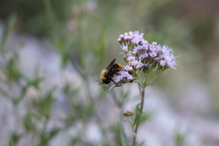Bombus bellicosus