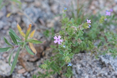Glandularia