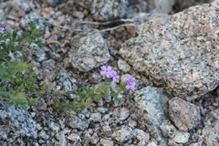Glandularia