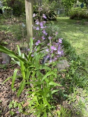 Penstemon tenuis