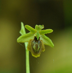 Ophrys sphegodes aesculapii