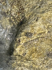 Stramonita floridana image