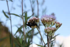 Bombus bellicosus