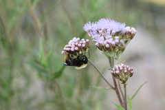 Bombus bellicosus