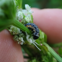 Depressaria daucella