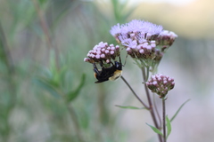 Bombus bellicosus