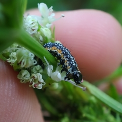 Depressaria daucella