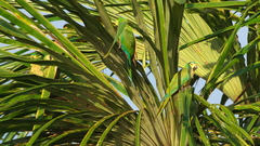 Orthopsittaca manilatus