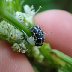 Depressaria daucella