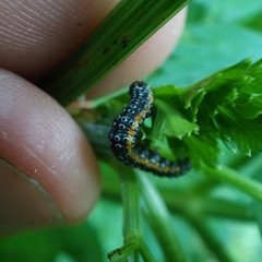 Depressaria daucella