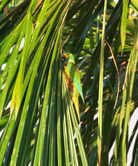 Orthopsittaca manilatus