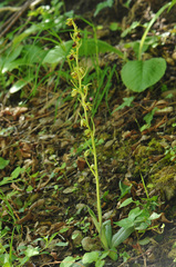 Ophrys sphegodes aesculapii