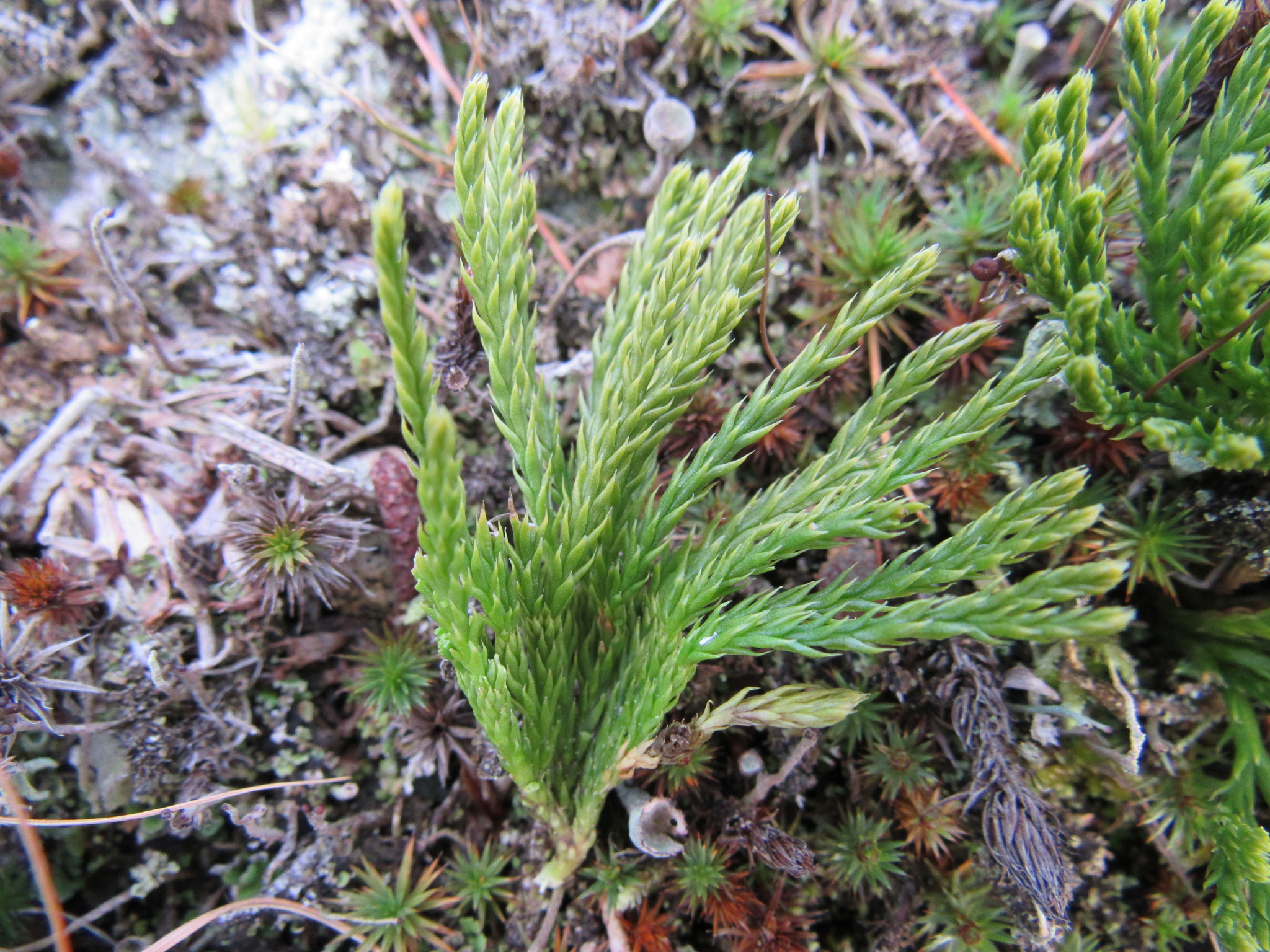 Diphasiastrum sabinifolium (Willd.) Holub