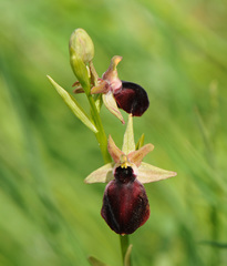 Ophrys helenae