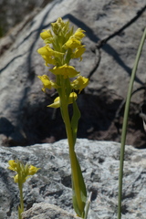 Pterygodium acutifolium