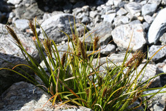 Carex edura