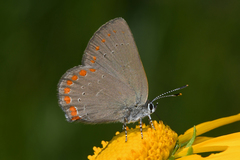 Satyrium titus immaculosus