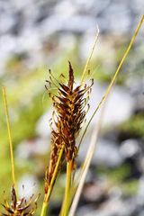 Carex edura