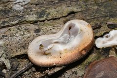 Gyromitra perlata