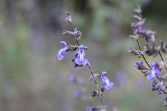 Salvia cuspidata