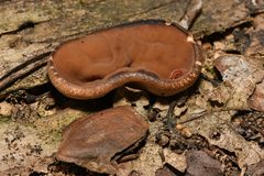 Gyromitra perlata