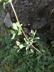 Lonicera interrupta
