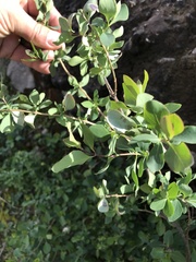 Lonicera interrupta