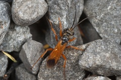 Priocnemis conformis