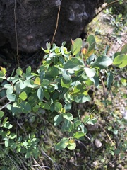 Lonicera interrupta