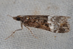 Scoparia minusculalis