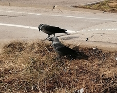 Corvus monedula