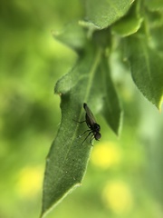 Diptera
