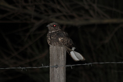 Band-Winged Nightjar photo 5