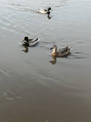 Anas platyrhynchos