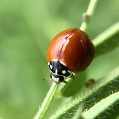 Cycloneda sanguinea
