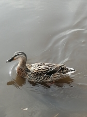 Anas platyrhynchos