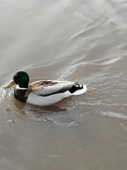 Anas platyrhynchos