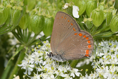 Satyrium titus immaculosus