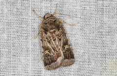 Proteuxoa oxygona