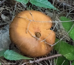 Aureonarius limonius