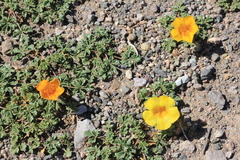 Yellow Bells (Tecoma)