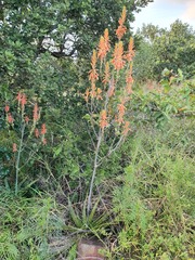 Aloe fosteri