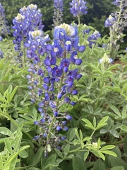 Lupinus texensis