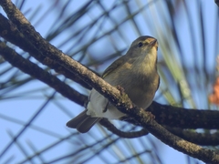 Phylloscopus ibericus