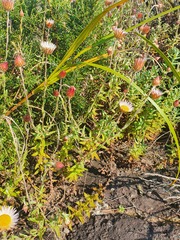 Helichrysum wilmsii