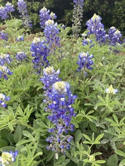 Lupinus texensis