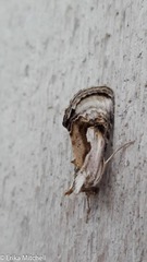 Chrysanympha formosa